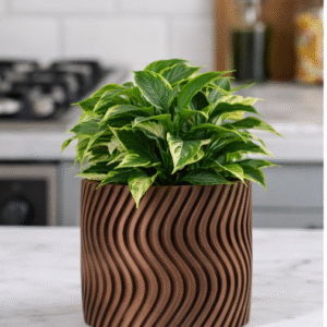 Wavy - Medium Planter